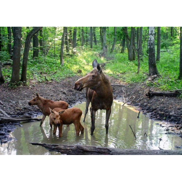 Фотопастка Suntek HC 300А з нічним зйомкою та датчиком руху